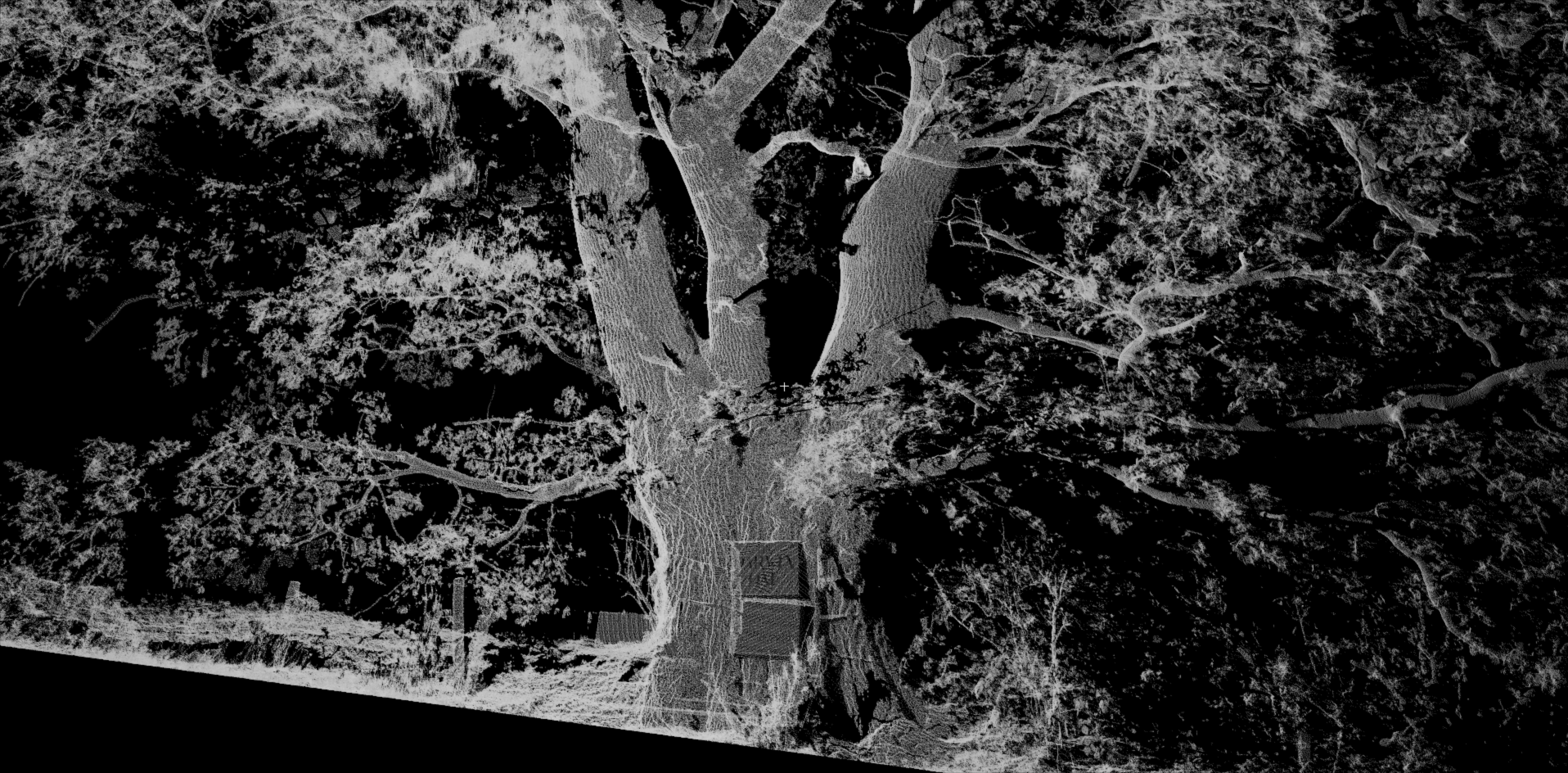 Save The Darwin Oak
